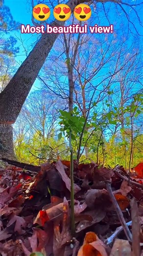 Most Beautiful forest tree falling chainsaw!#fall #treefelling #tree #trees #wood #treeclimber