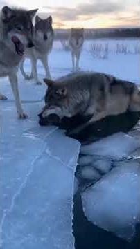Breaking Ice: Wolf Saves Pup #WildlifeRescue #NatureDoc #RealMoment