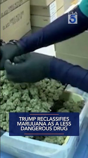 Trump reclassifies marijuana as a less dangerous drug