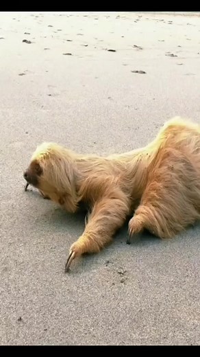 2K views · 148 reactions | how nice old sloth | I Love Sloth | Facebook