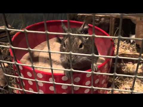 Degus - A compilation of cute moments