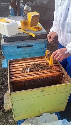 Experiment apicol cu final negativ, totuși instructiv. | Izvorul Mierii - la Matei