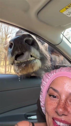 Zoo Drive-Through Madness: Hilarious Animal Encounter!