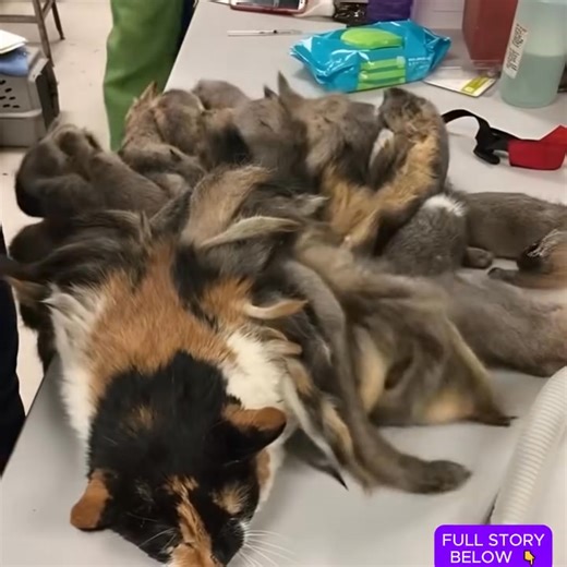 "A mysterious call changed everything… When the rescuers arrived, they discovered something that left everyone frozen   Check the comments to find out the full story" | D' Cup Coffee Republic | Facebook