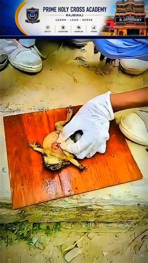 Stitching of Frog 🐸 after dissection | Biology Practical | PHA