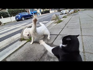 Angry White Cat Fights Brutally With Another Cat.