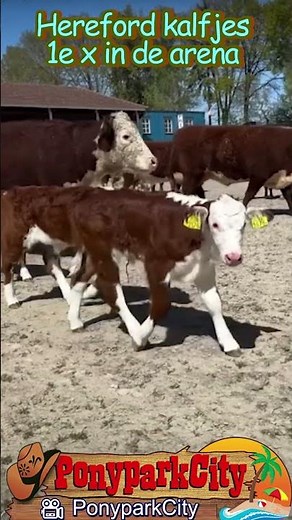 Hereford kalfjes deel 2: voor het eerst in de ARENA ♥ Ponyparkcity !!