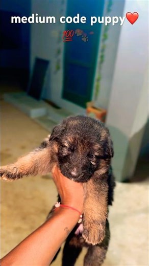 female medium code top quality #dog #villagelife⛳️