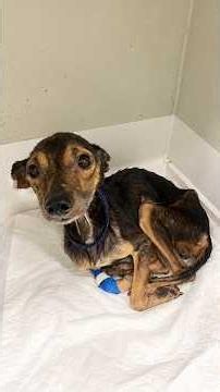 He Never Found a Forever Home But He Was Surrounded by Love Until the End