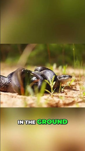 Snake's Amazing Lateral Undulation Movement Explained!