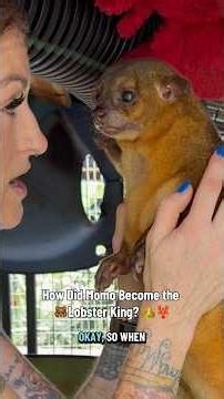 The bear! The myth! The legend!👑🐻🦞 #animals #kinkajou #animalrescue