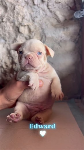 Lillac tan platinum ✨ #bulldogfrancese #bulldogpuppy #puppiesintheair