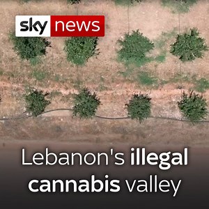 64K views · 309 reactions | Lebanon's 'green gold' has a long and complex history, but could marijuana grown in the Bekaa Valley region be the answer to the country’s problems? Mark Stone - Sky News finds out  Read the full #eyewitness report  https://trib.al/0vhpkBt | Sky News | Facebook