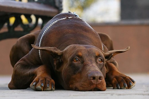 7 Reasons Why Your Doberman is Shaking - Doberman Planet