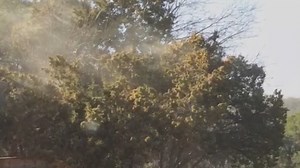 Austin cedar fever: Here are the symptoms you need to know