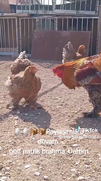 #brahmaüretim #süstavukları #golt patrik #🦅🦅🦅🦅🦅🦅🦅🦅🦅🦅📦📦📦📦🥚🥚🥚🥚✈️✈️✈️📦📦📦📦 #keşfet ##