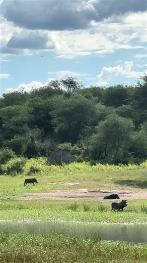 Warthogs: Fascinating Family Life and Burrow Behavior