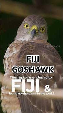 Fiji Goshawk | Fiji’s Native Bird of Prey 🦅