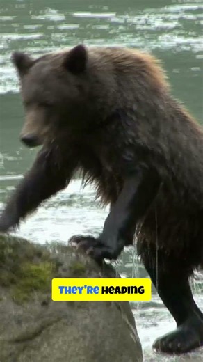 Grizzlies vs. Tides: The Glacier Retreat Shock