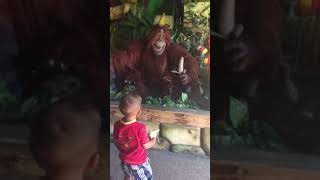 Sundown Adventureland monkeys