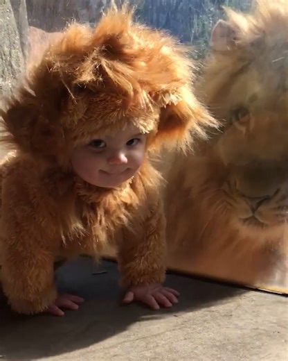 57K views · 398 reactions | Baby dressed as lion comes face-to-face with a real lion女 | MetDaan Creative | Facebook