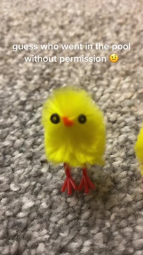 can you guess? #chick #fyp #chickychickchickk | pool