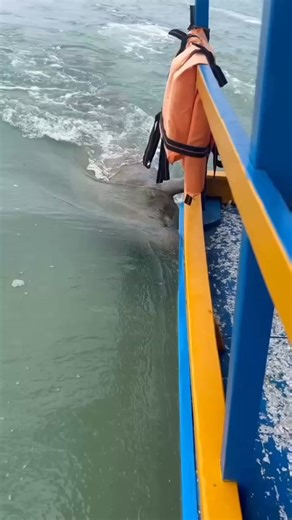 Sea Cow accompanying our boat 🥰 . . #seacow #oceanlife #usa #marinelife #FishHunterTV | FishLife world TV