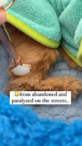 83K views · 1.6K reactions | Cappy is an international rescue cat from Dubai and lives his best life in Nashville, TN. Cappy has paresis, which was caused by nerve damage, but it doesn’t slow him down one bit! I adopted him in 2017, and he has been the biggest bundle of energy and mischief in our home. #disabledcat #spaday #cutecats | Katie Beth Miedaner | Facebook