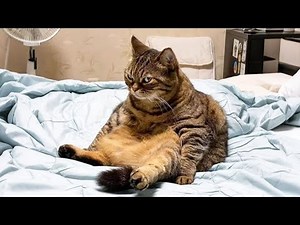 The Funniest Cat Jerk Moments Caught on Camera😹 | On Top