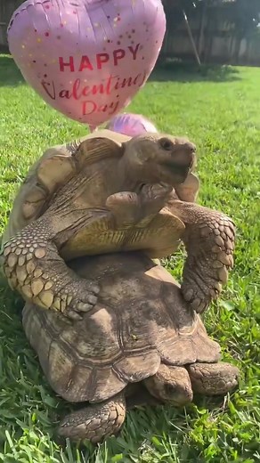 Shadow’s Reptiles on TikTok