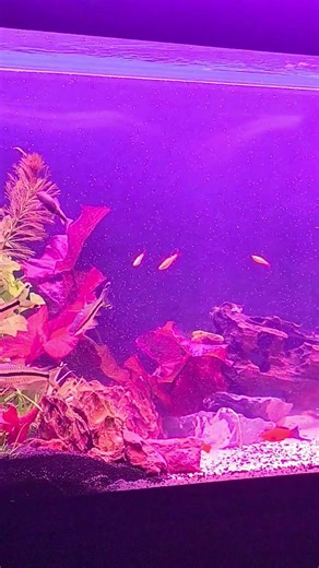 Akwarium 240Lb #aquarium