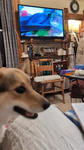 Fiona has an attitude tonight | Corgi Lovers