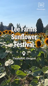 Lee Farms welcomed hundreds of people Saturday to celebrate one of mid-August’s most recognizable blooms with the Lee Farms Sunflower Festival, an annual event at the 155-year-old property located about a half hour south of Portland in Tualatin. Across the farm’s 100-plus acres, people of all ages picked U-cut sunflowers, listened to live music, petted farm animals and wandered through the festival’s sunflower maze. Elsewhere on the farm, Teagan Lee Milera, part of the sixth generation of family