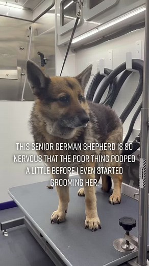 German Shepherd Skin Condition Treatment Process