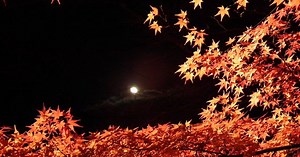 Kaede: The Japanese Maple Tree