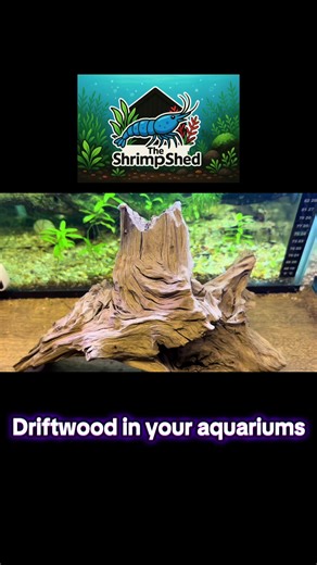 Can any wood go in your aquariums? 🪵 #aquarium #neocaridinashrimp #fish #relaxing #trending