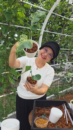 MAMA TREEHOUSE | unnecessarily excited over this… again 😌🌱soooo happy everytime i prapagating the plant🤗 #monsterathunderbolt #plantworld #plants... | Instagram