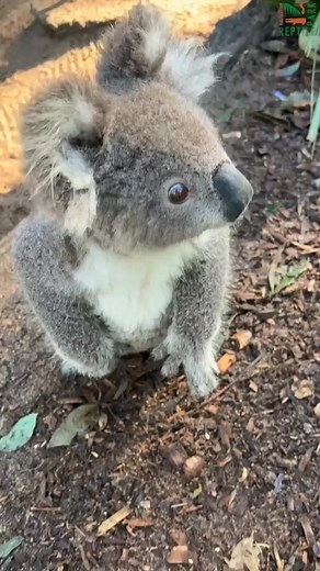 I love koala lovers Credits 🎥australianreptilepark : All credits to their respective owners . please PM me for remove this video or any issues . . #koala #koalas #koalabear #koala🐨 #koalalove #koalasofinstagram #koalababy #babykoala #koalalife #savethekoalas#koalalover82 | Koala Family