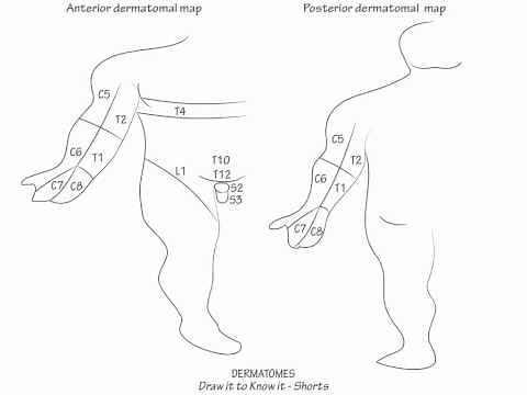 Dermatomes- Draw it to Know it, Neuroanatomy