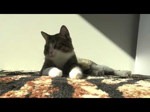 How to be happy Learn from this tabby 🐱📖