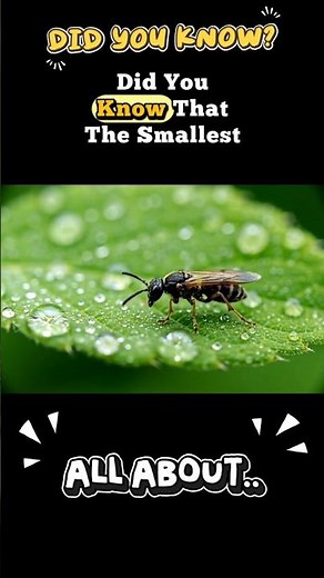 Did you know? (The world’s smallest insect)