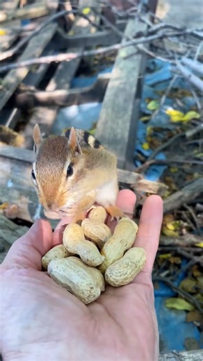 3.3K views · 53 reactions | Rescue a baby squirrel | Forest Life | Facebook
