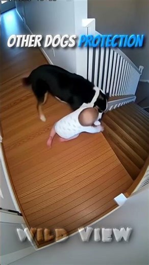 Other Dogs Protection vs THE LAST DOG 💀