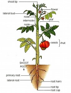 Plant Life Processes