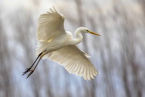 Great Egret