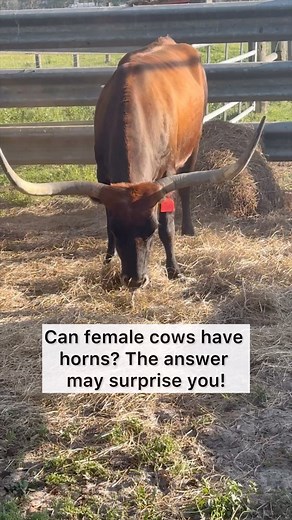 6.3K views · 168 reactions | Can female cows have horns? It’s a...