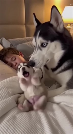 #husky #huskylife #fpy | Husky