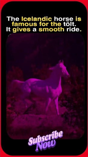 The Secret Gait That Feels Like Flying 🐎❄️