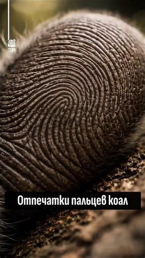🐨 Их отпечатки идентичны человеческим!