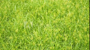 Coco-grass background during spring- Cyperus rotundus plants dancing in the wind in a wild garden.
